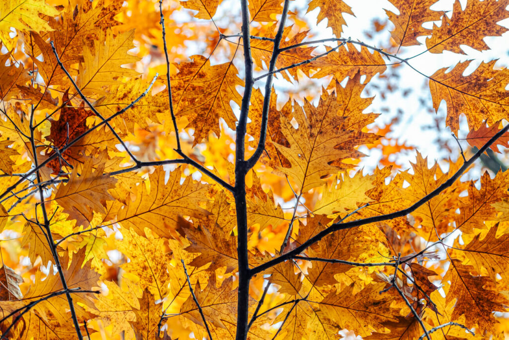 Autumn leaves